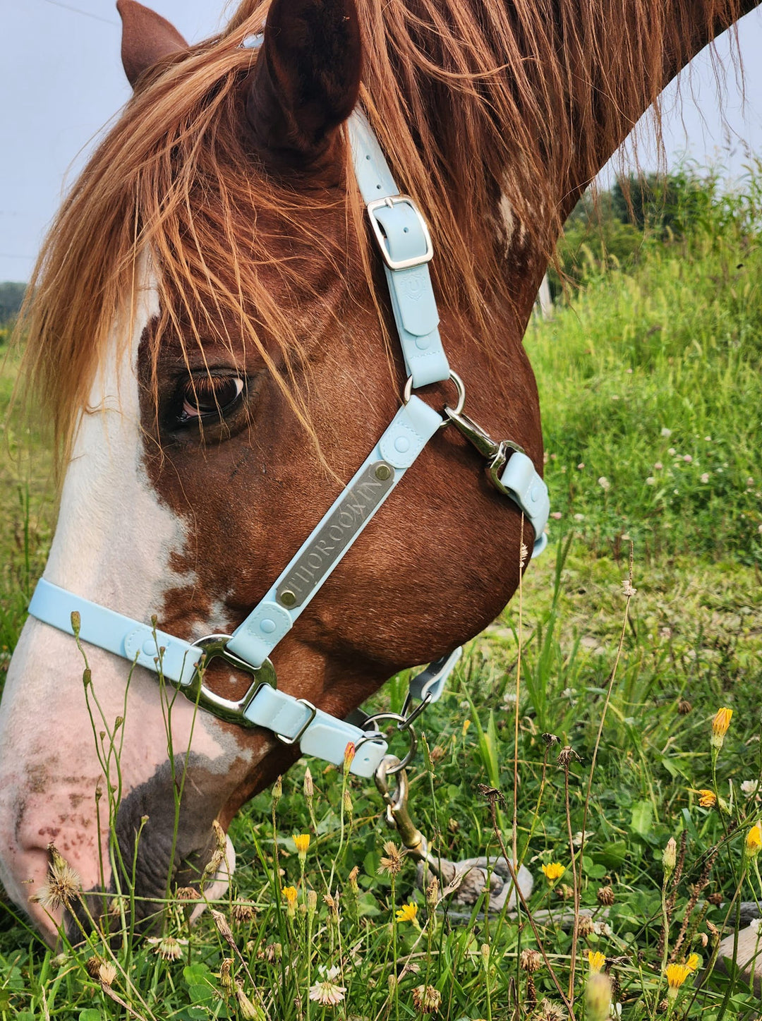 Chevaux Élite® | CABESTRO PARA CABALLOS ★ Estilo & comodidad sin igual