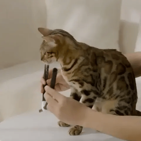 COLLAR LÁSER INTERACTIVO PARA GATOS™ Recargable por USB y perfecto para evitar enfermedades