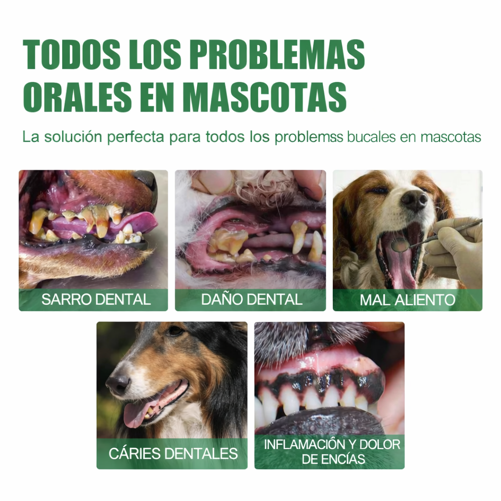 Encabezado
