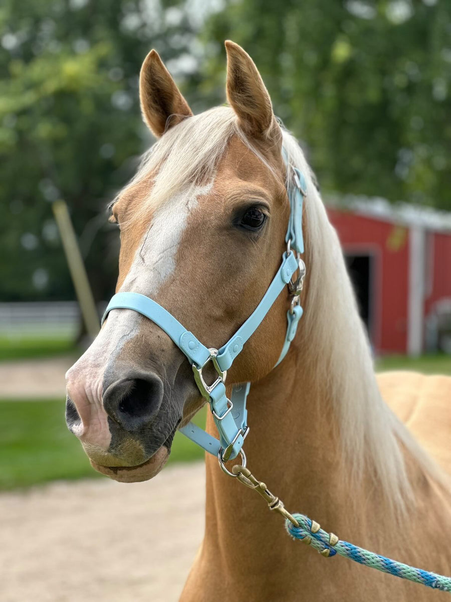 Chevaux Élite® | CABESTRO PARA CABALLOS ★ Estilo & comodidad sin igual